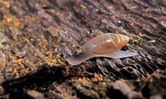 Streptostyla
