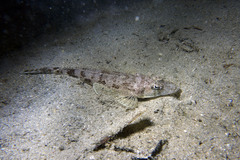 Japanese Flathead photo 3