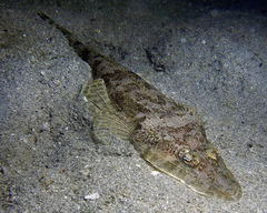 Japanese Flathead photo 2
