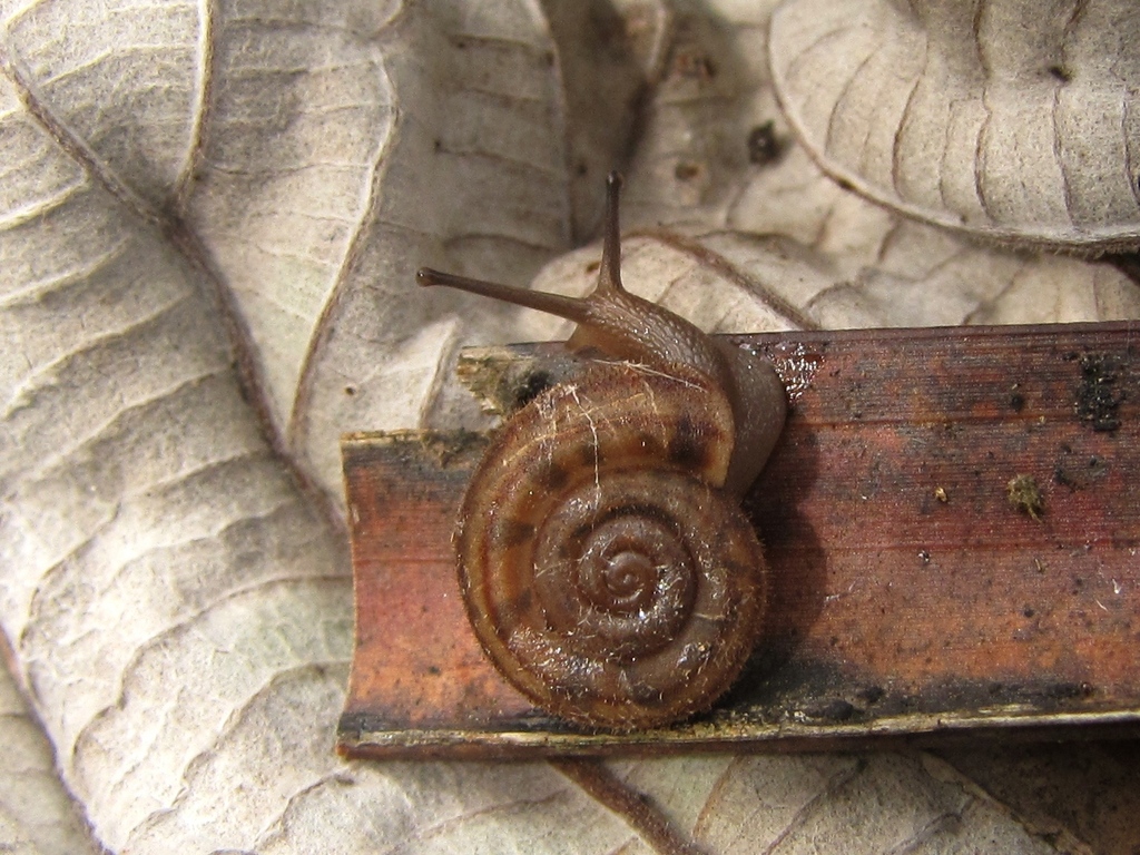 Trichodiscinidae