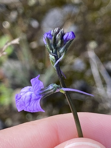 Nuttallanthus texanus observed 2026-02-13
