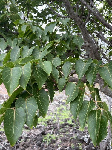 Polyscias sandwicensis observed 2026-03-02