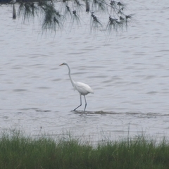 Ardea alba