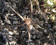Loxosceles deserta