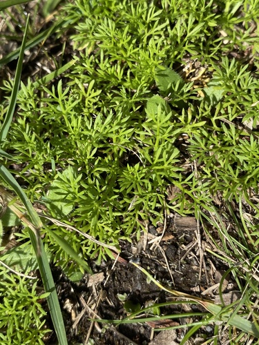 Soliva sessilis observed 2026-02-13