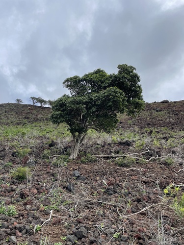Rauvolfia sandwicensis observed 2026-03-02