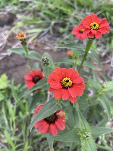 Zinnia peruviana observed 2026-03-02