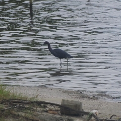 Egretta caerulea
