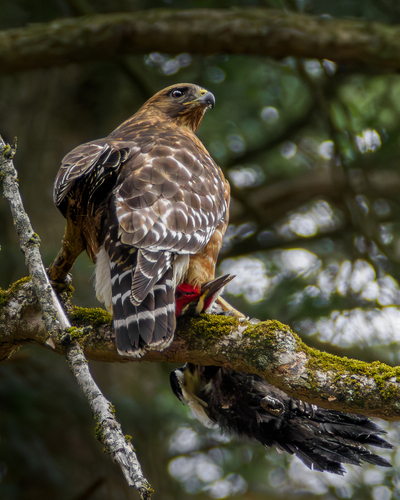 Red-shouldered Hawk photographed in Ohio