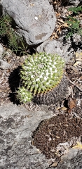 Mammillaria compressa compressa
