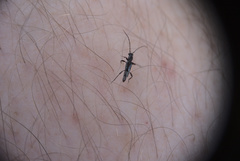 Nathrius brevipennis