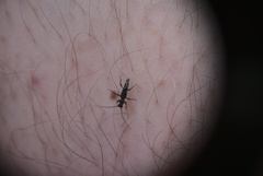 Nathrius brevipennis