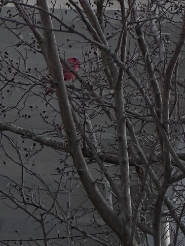 Northern Cardinal