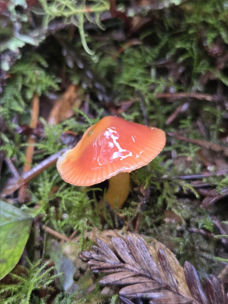Gliophorus psittacinus · March 2026 · photo: © mandymushii (iNaturalist, cc-by)