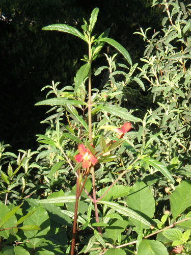 Diplacus puniceus