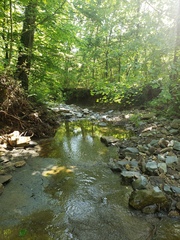 Etheostoma squamiceps