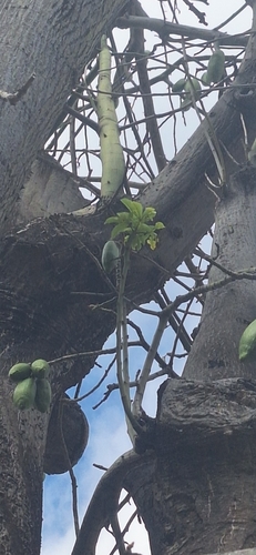 Ceiba pentandra observed 2026-03-02