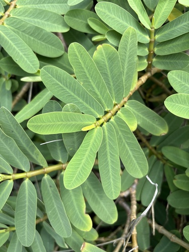 Euphorbia observed 2026-03-02