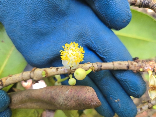 Mammea odorata observed 2026-03-03