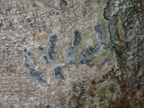 Sarcographa, 2026-02-13