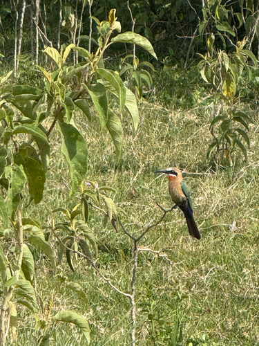 White-fronted Bee-eater (Merops bullockoides), photo 9
