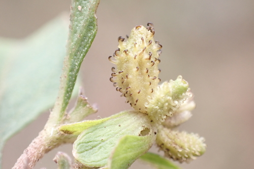 Acanthospermum australe observed 2026-02-13