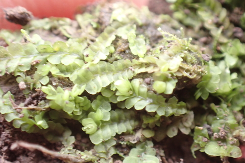 Notoscyphus lutescens, 2026-02-13