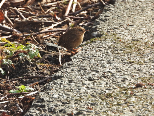 Pacific Wren