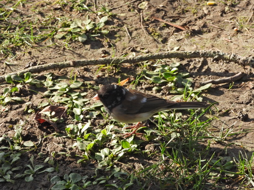 Dark-eyed Junco