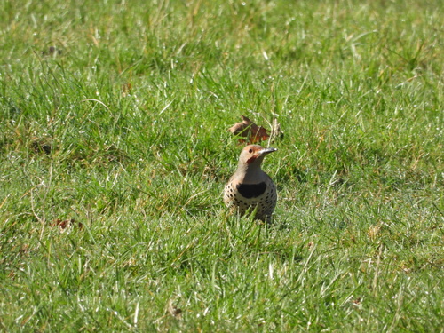Northern Flicker