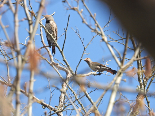 Northern Flicker