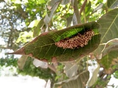 Ropalidia cyathiformis