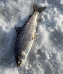 Coregonus clupeaformis