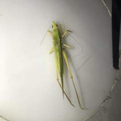 Orthoptera