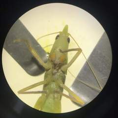 Orthoptera