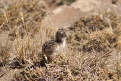 Thinocorus rumicivorus