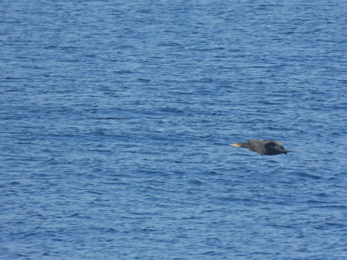 Double-crested Cormorant