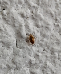 Tropidosteptes chapingoensis