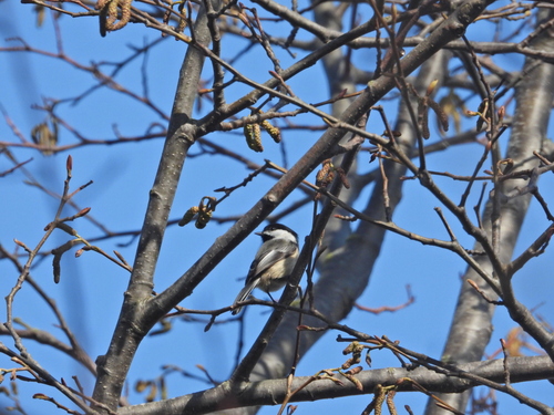 Black-capped Chickadee