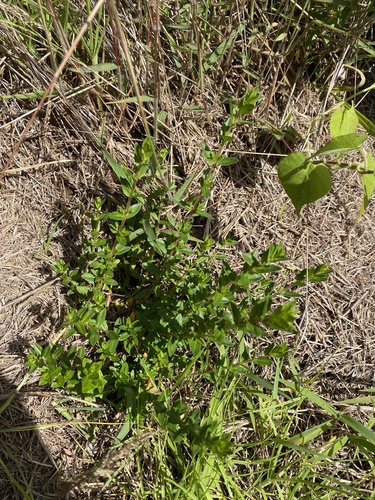 Lythrum maritimum observed 2026-02-05