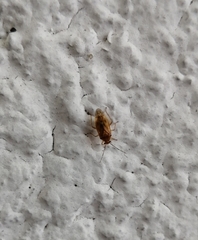 Tropidosteptes chapingoensis