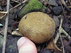 Scleroderma flavidum macrosporum