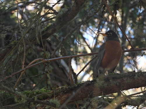 American Robin