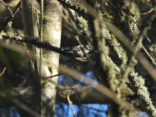 Downy Woodpecker