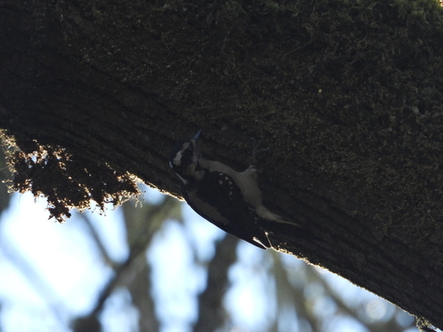 Hairy Woodpecker