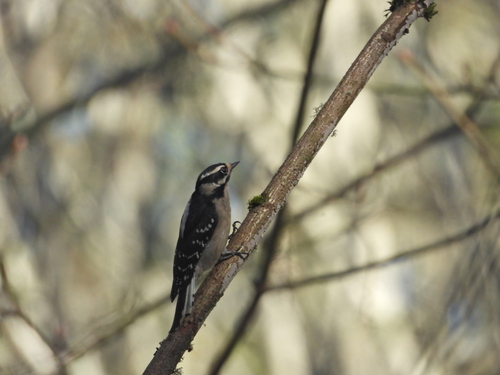 Downy Woodpecker
