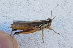 Dichroplus elongatus