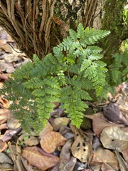 Davallia trichomanoides