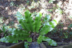 Asplenium antiquum