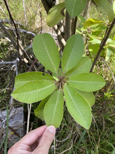 Charpentiera ovata observed 2026-02-05